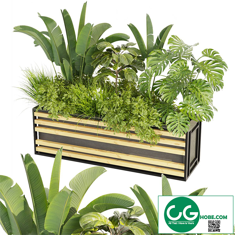 Collection plant vol 361 - banana - fiddle - monstera - grass